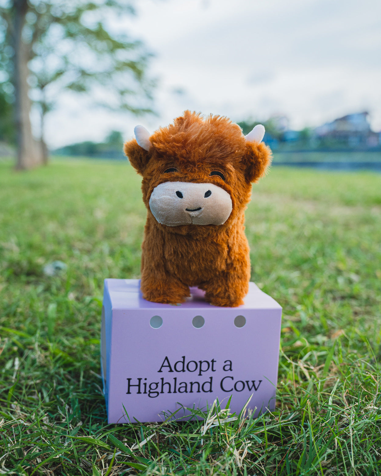 Peluche vache des Highlands